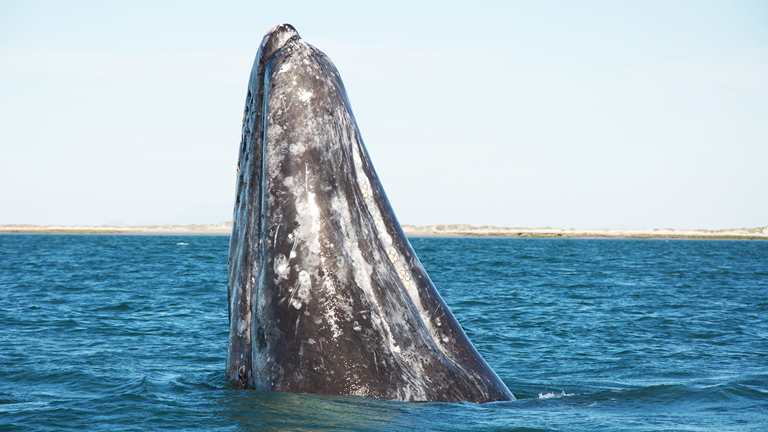 A gray whale leaping out of the ocean water. 