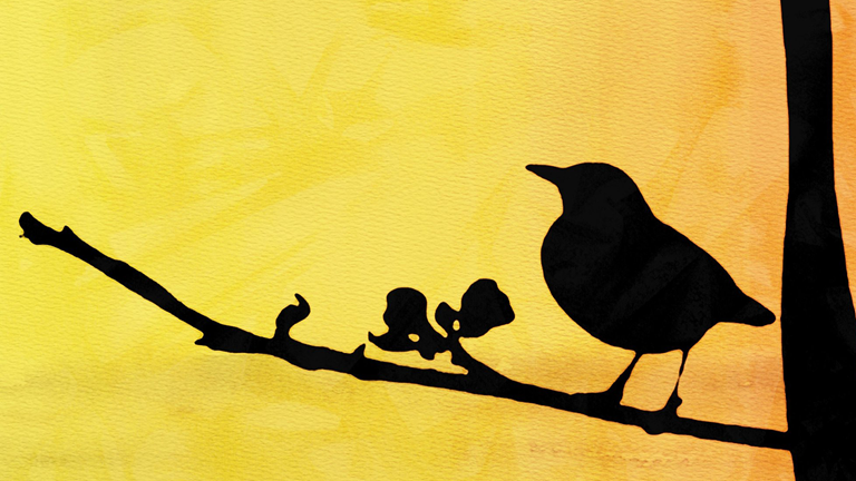 A black bird sitting on a tree branch. 