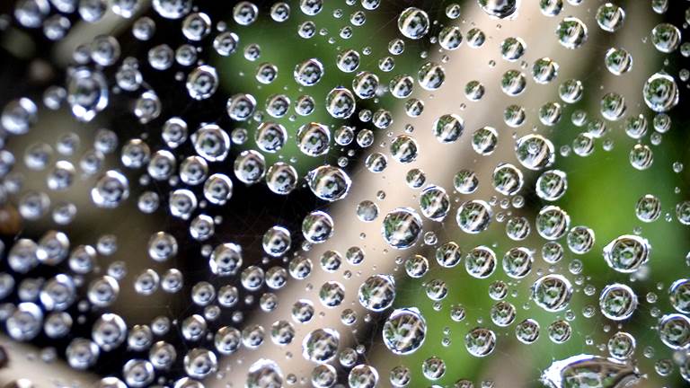 Raindrops on a spider web. 