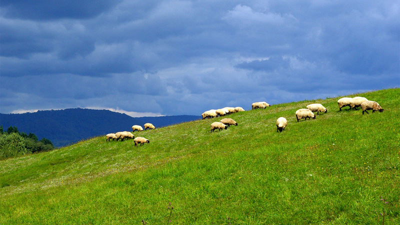A photograph of a flock of sheep grazing in a wide-open green pasture with a cloudy blue sky and forest-covered hills in the distance.