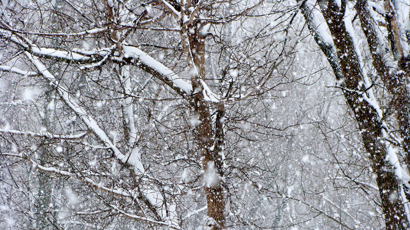 A photograph of thick snowflakes falling around several snow-laden trees.
