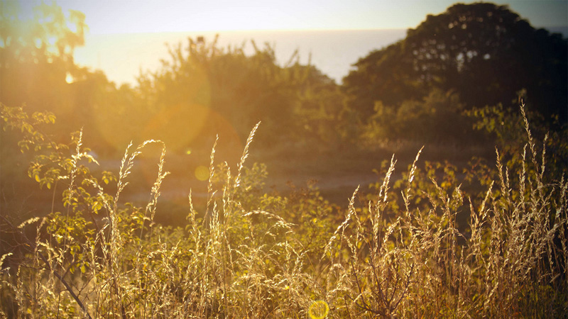 A photograph of a field with trees in the background and tall grass and ferns in the foreground. There is a lens flare on the left side of the picture from the sun.