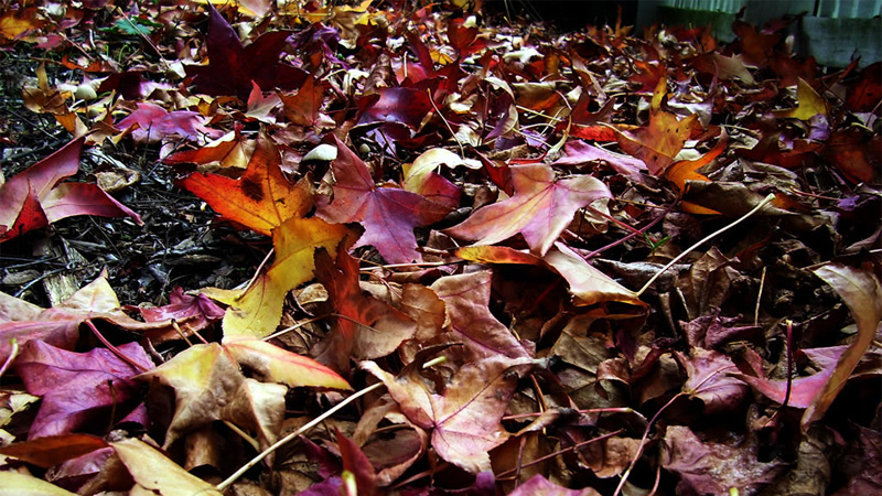 A photograph of autumnal leaves layered on each other on the ground.