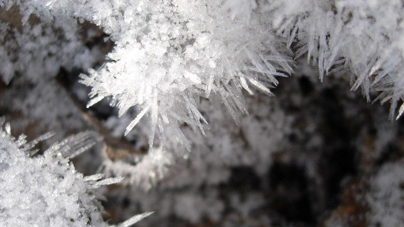 A close-up photograph of clusters of snow and ice on tree branches.