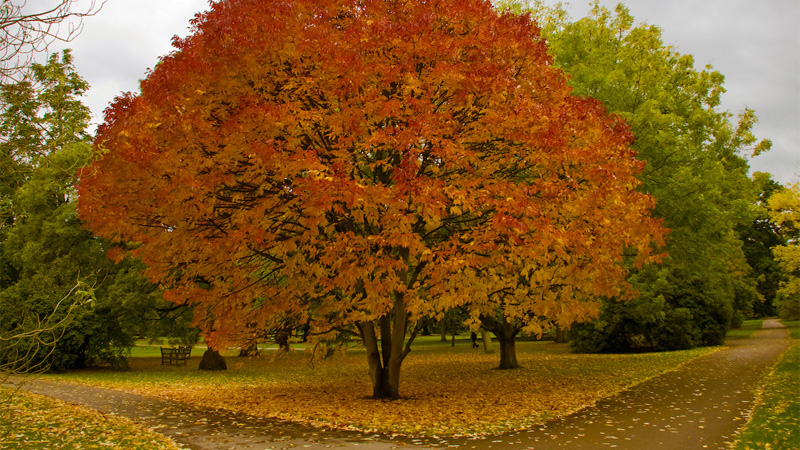 A photograph featuring a big tree with orange and yellow leaves on its branches and the ground underneath it. Other green trees are visible behind it further in the park setting.