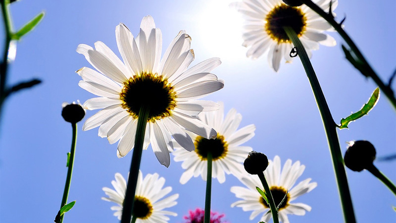 A photograph of daisies taken from a low angle. The sunlight from a clear blue sky overhead makes the undersides of the flowers translucent.