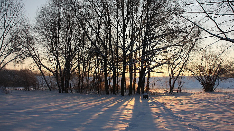 A photograph of a row of bare trees in a snowy field. The sun peeks through the trees, casting their shadows on the snow.