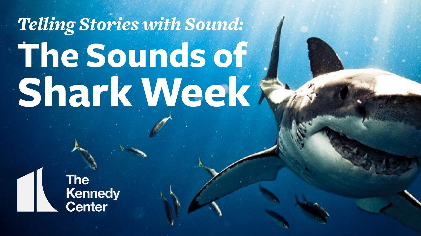 Telling Stories with Sound - The Sounds of Shark Week.png