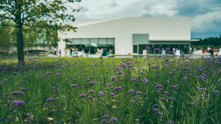 Field of flowers at the REACH